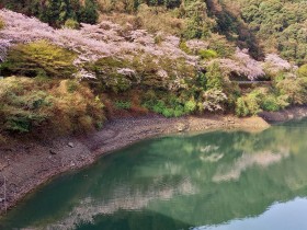 黒瀬ダム湖の桜