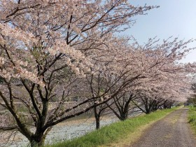 中野大橋付近の桜