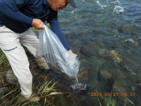 2025.9.21 ウナギ放流