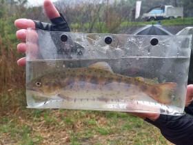 C＆R区間有志　放流追加のアマゴ