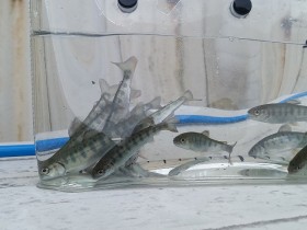 2026.4.25　放流したアマゴ稚魚